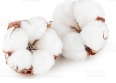 Cotton linter.jpg (4 KB)